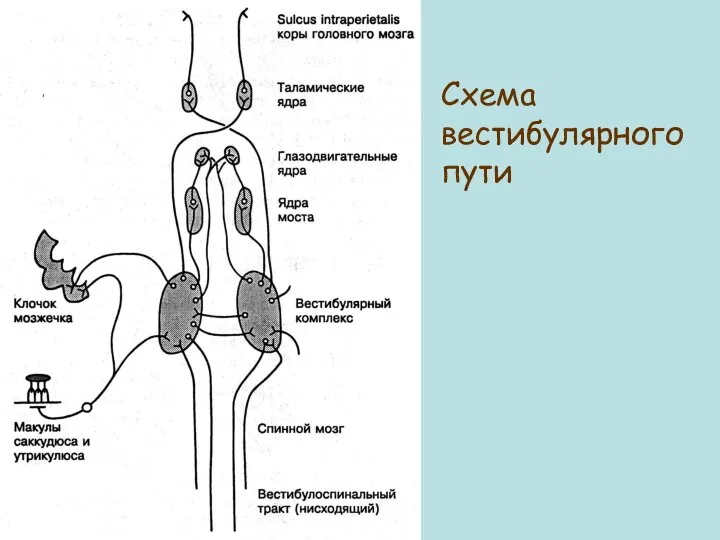 Схема вестибулярного пути