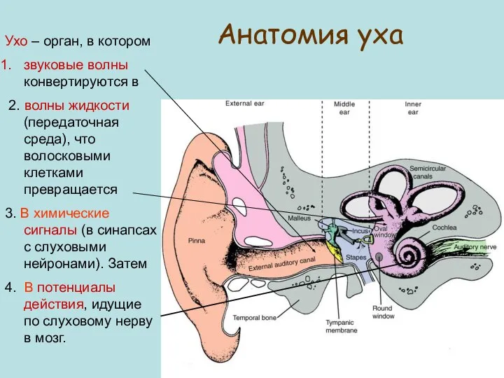 Анатомия уха Ухо – орган, в котором звуковые волны конвертируются в