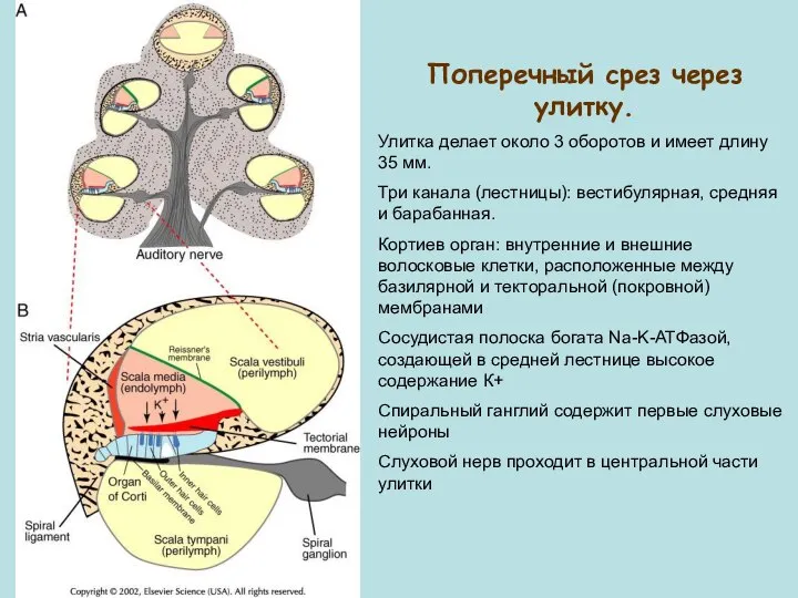 Поперечный срез через улитку. Улитка делает около 3 оборотов и имеет