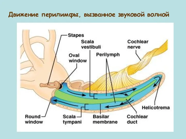 Движение перилимфы, вызванное звуковой волной