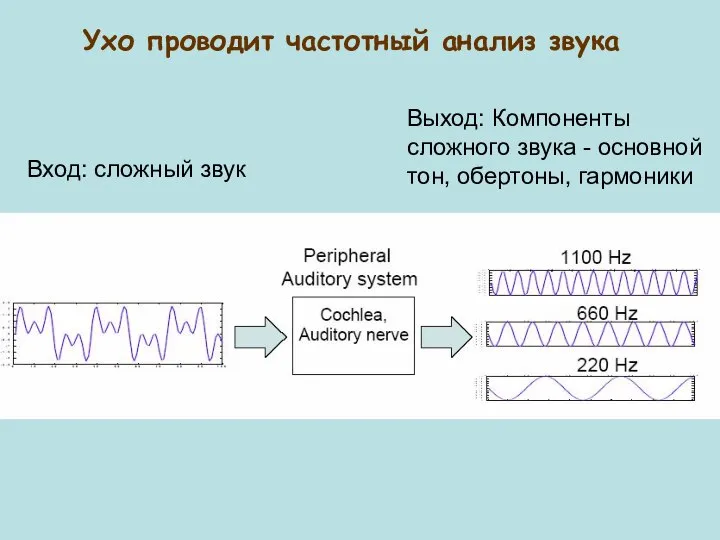 Ухо проводит частотный анализ звука Вход: сложный звук Выход: Компоненты сложного