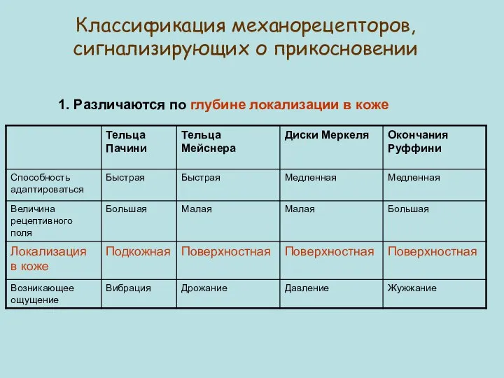 Классификация механорецепторов, сигнализирующих о прикосновении 1. Различаются по глубине локализации в коже