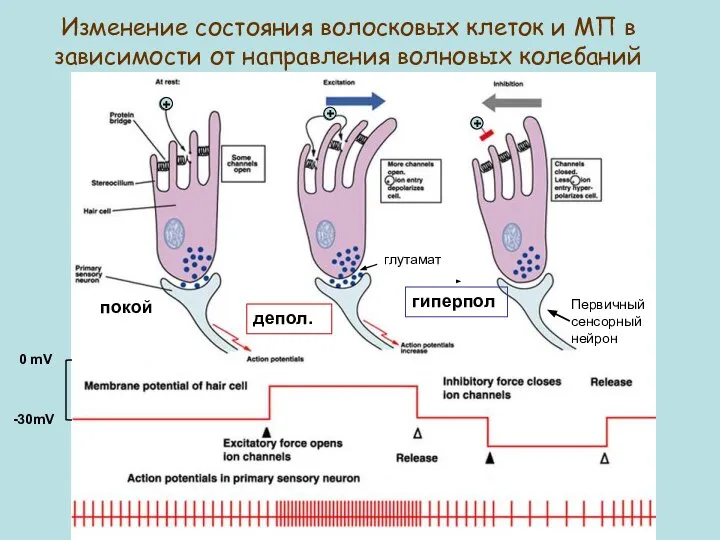 -30mV 0 mV Изменение состояния волосковых клеток и МП в зависимости