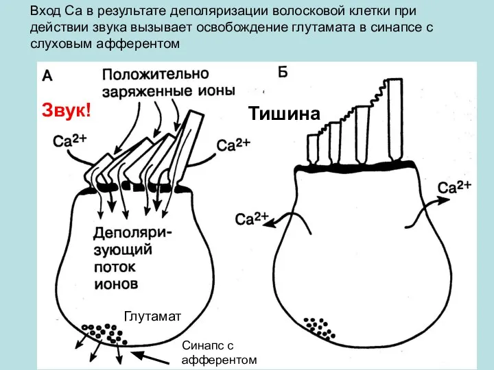 Вход Са в результате деполяризации волосковой клетки при действии звука вызывает