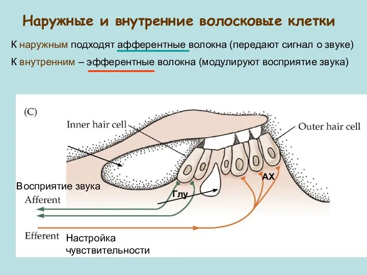 Наружные и внутренние волосковые клетки Восприятие звука Настройка чувствительности К наружным