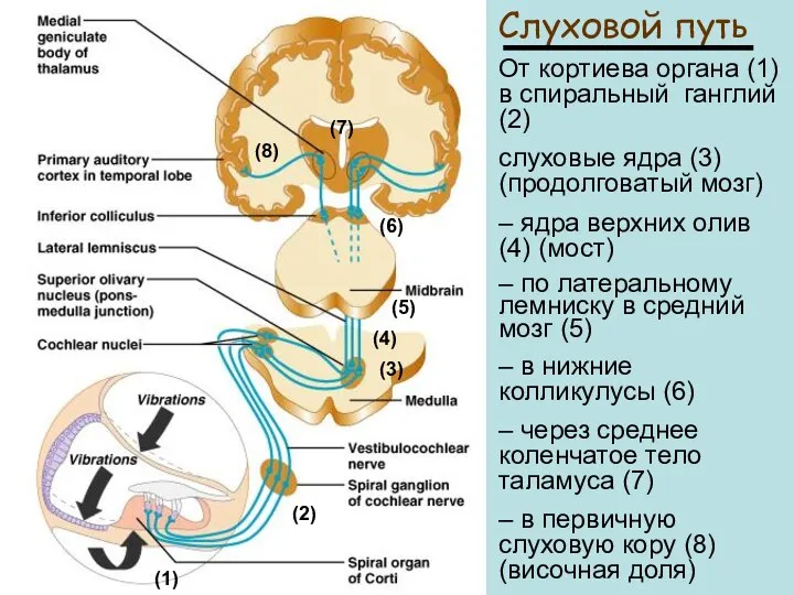 Слуховой путь От кортиева органа (1) в спиральный ганглий (2) слуховые