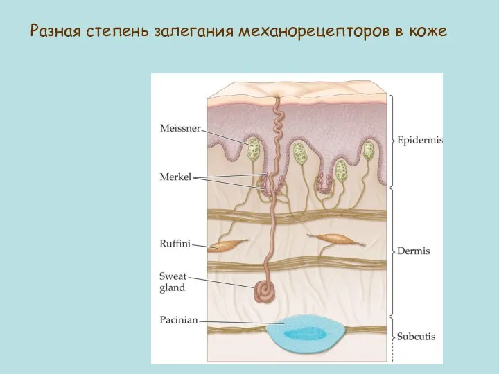 Разная степень залегания механорецепторов в коже