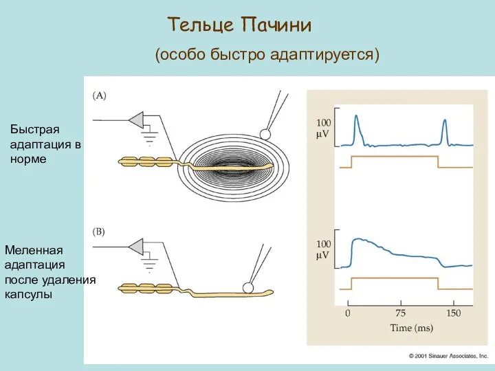 Тельце Пачини (особо быстро адаптируется) Быстрая адаптация в норме Меленная адаптация после удаления капсулы