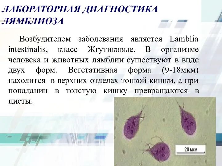 ЛАБОРАТОРНАЯ ДИАГНОСТИКА ЛЯМБЛИОЗА Возбудителем заболевания является Lamblia intestinalis, класс Жгутиковые. В