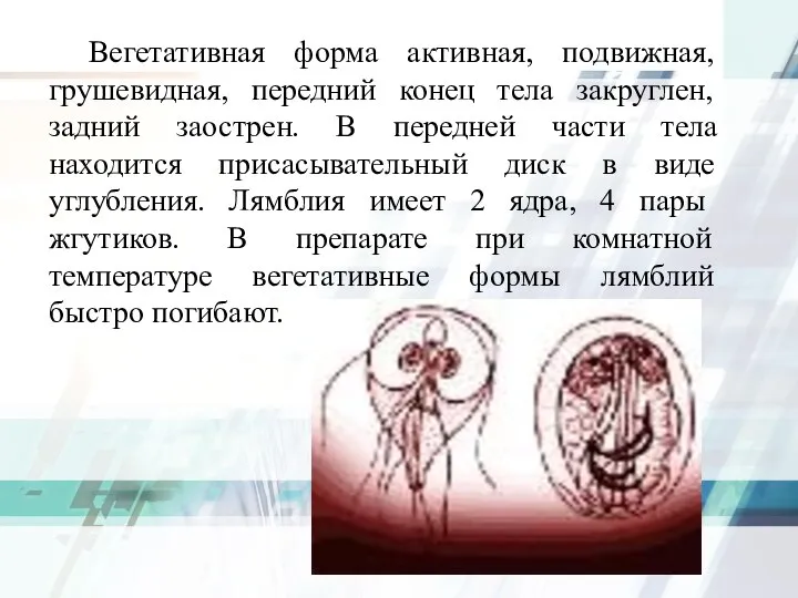 Вегетативная форма активная, подвижная, грушевидная, передний конец тела закруглен, задний заострен.