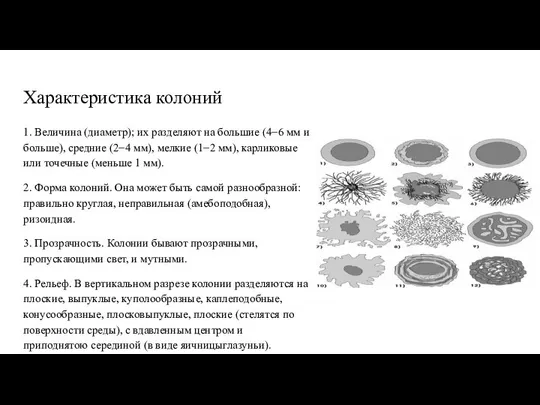 Характеристика колоний 1. Величина (диаметр); их разделяют на большие (4−6 мм