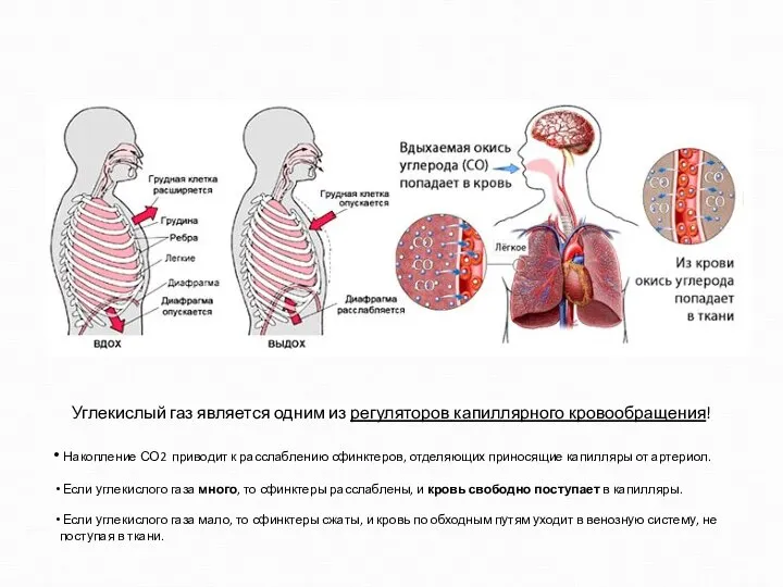 Углекислый газ является одним из регуляторов капиллярного кровообращения! Накопление СО2 приводит