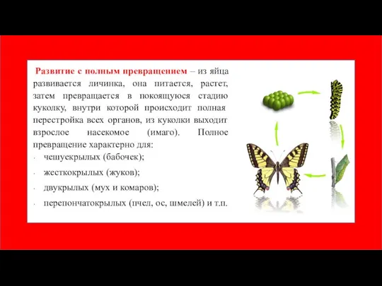 Развитие с полным превращением – из яйца развивается личинка, она питается,