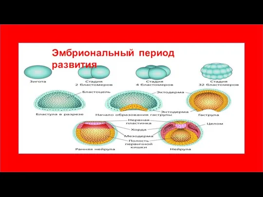 Эмбриональный период развития