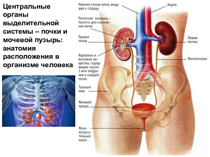 Центральные органы выделительной системы – почки и мочевой пузырь: анатомия расположения в организме человека