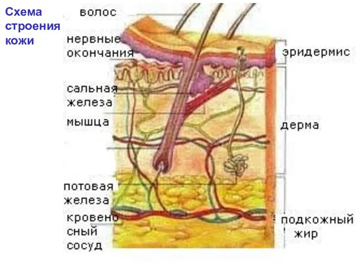 Схема строения кожи