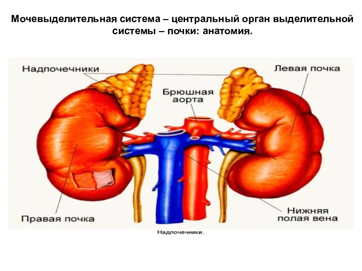 Мочевыделительная система – центральный орган выделительной системы – почки: анатомия.