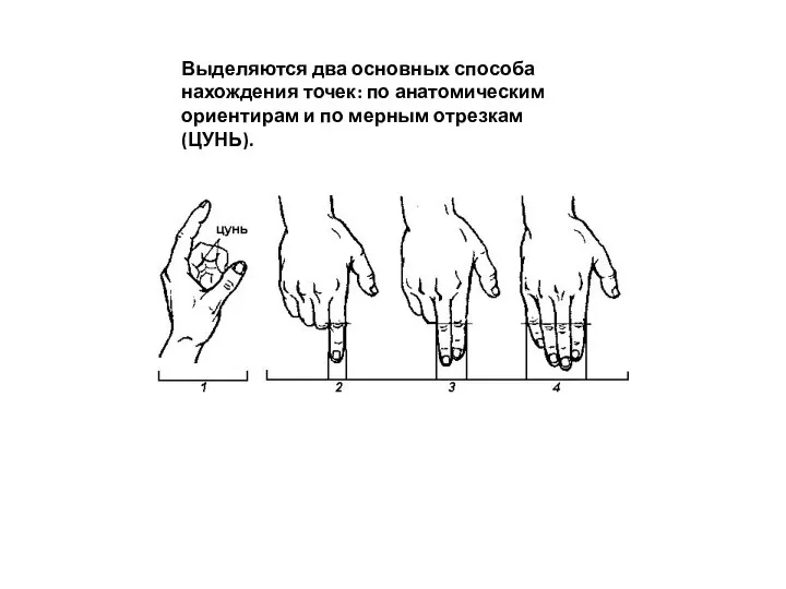 Выделяются два основных способа нахождения точек: по анатомическим ориентирам и по мерным отрезкам (ЦУНЬ).