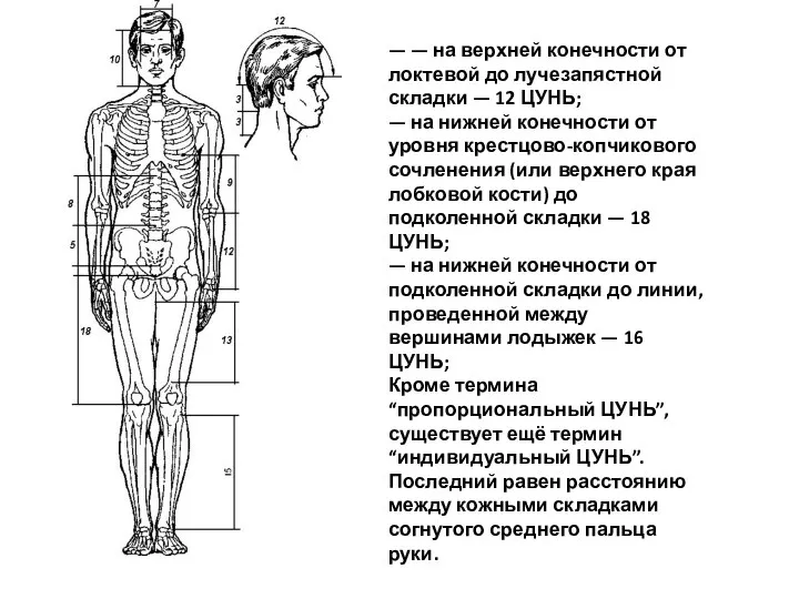 — — на верхней конечности от локтевой до лучезапястной складки —