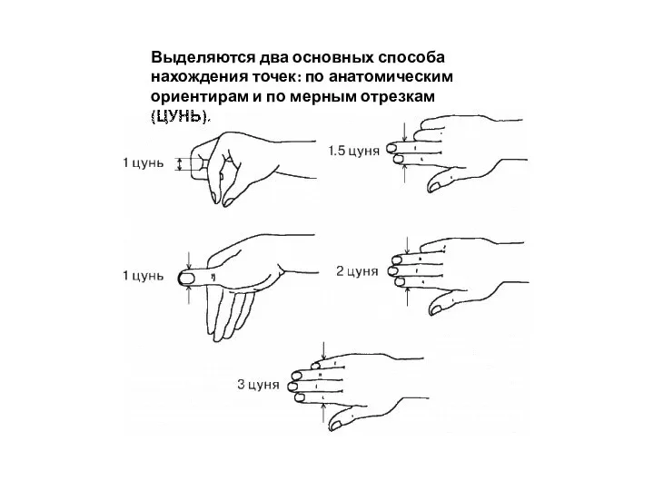 Выделяются два основных способа нахождения точек: по анатомическим ориентирам и по мерным отрезкам (ЦУНЬ).