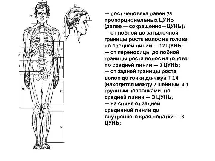 — рост человека равен 75 пропорциональных ЦУНЬ (далее — сокращенно—ЦУНЬ); —