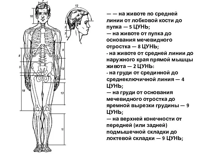 — — на животе по средней линии от лобковой кости до