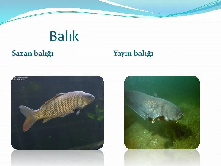 Balık Sazan balığı Yayın balığı