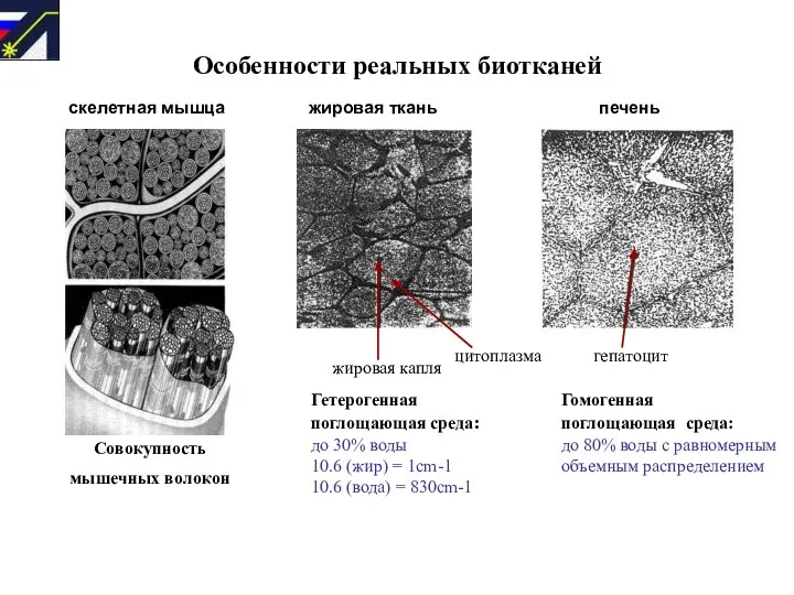 Особенности реальных биотканей Совокупность мышечных волокон скелетная мышца жировая ткань печень