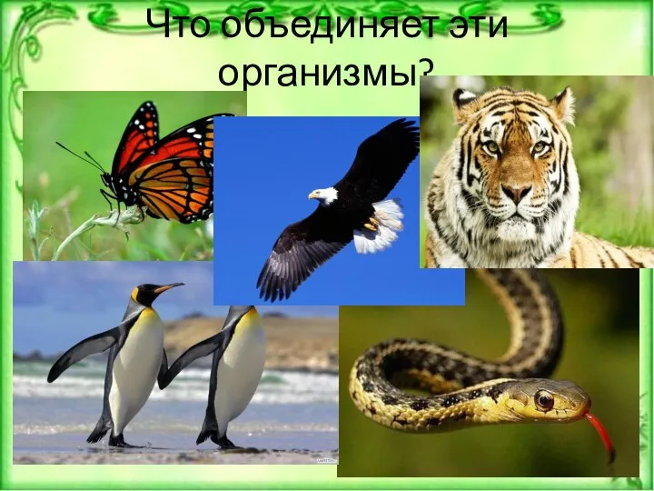 Что объединяет эти организмы?