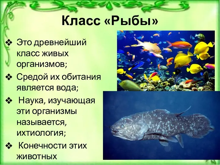 Класс «Рыбы» Это древнейший класс живых организмов; Средой их обитания является