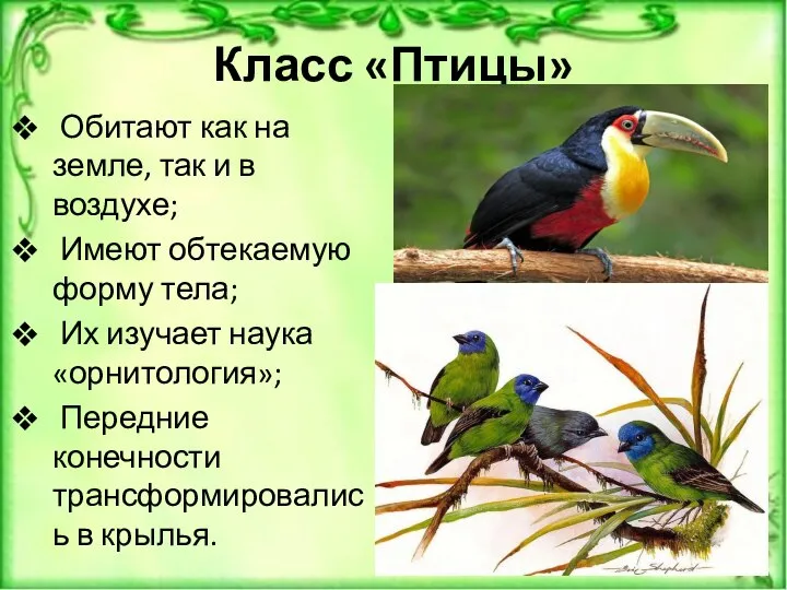 Класс «Птицы» Обитают как на земле, так и в воздухе; Имеют