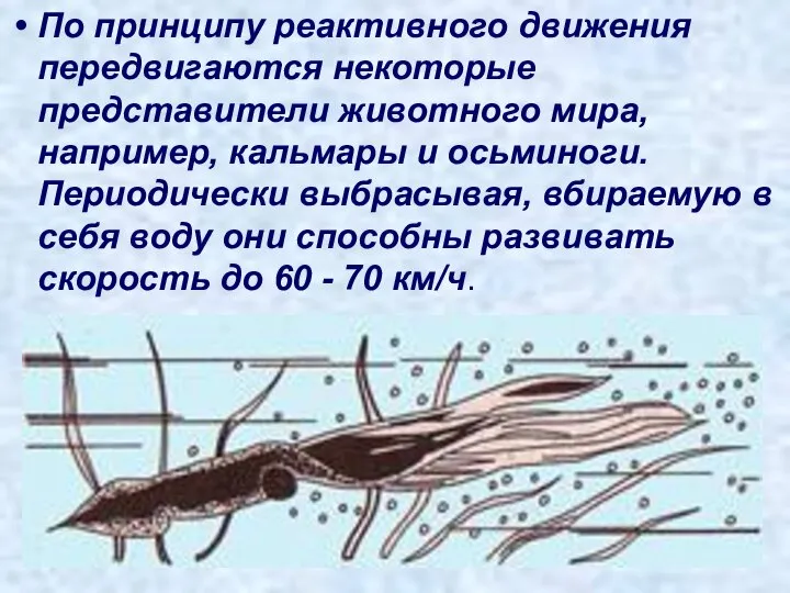 По принципу реактивного движения передвигаются некоторые представители животного мира, например, кальмары