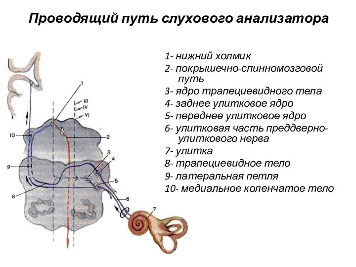 Проводящий путь слухового анализатора 1- нижний холмик 2- покрышечно-спинномозговой путь 3-