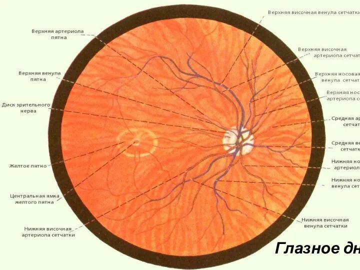 Глазное дно