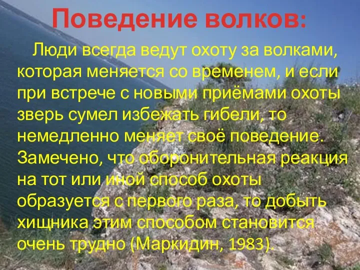 Поведение волков: Люди всегда ведут охоту за волками, которая меняется со