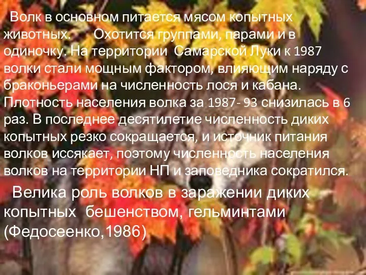 Волк в основном питается мясом копытных животных. Охотится группами, парами и