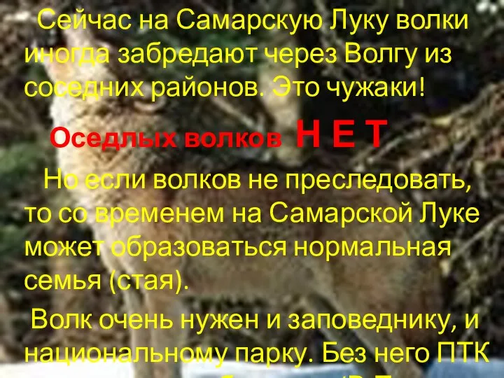 Сейчас на Самарскую Луку волки иногда забредают через Волгу из соседних