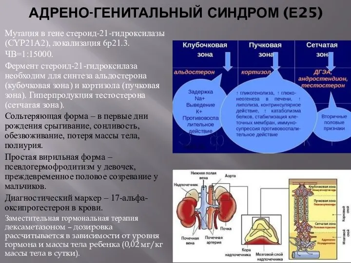 АДРЕНО-ГЕНИТАЛЬНЫЙ СИНДРОМ (Е25) Мутация в гене стероид-21-гидроксилазы (CYP21А2), локализация 6р21.3. ЧВ=1:15000.