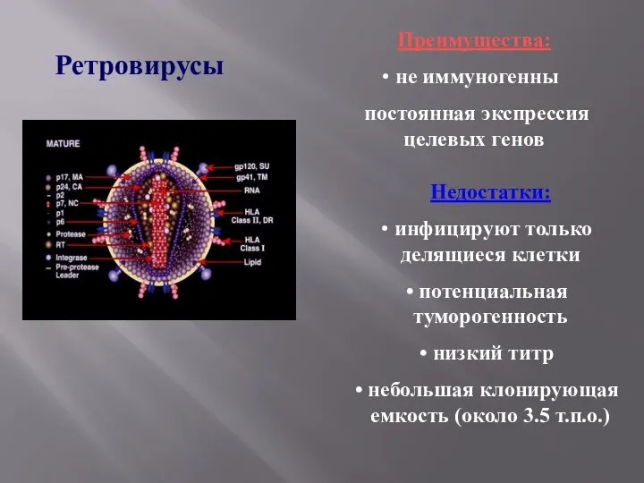 Ретровирусы Преимущества: не иммуногенны постоянная экспрессия целевых генов Недостатки: инфицируют только