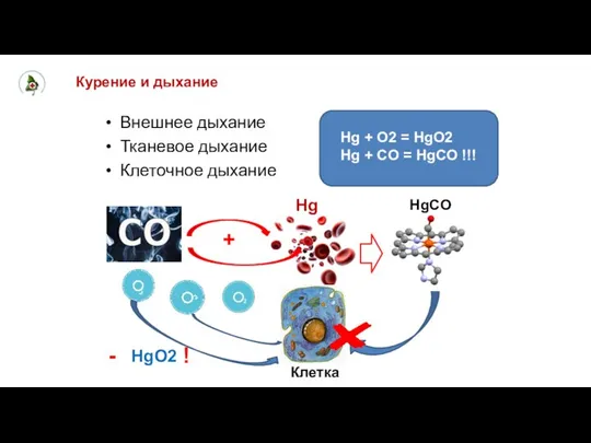 Курение и дыхание Внешнее дыхание Тканевое дыхание Клеточное дыхание Hg +