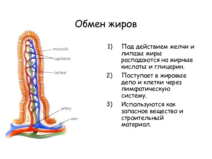 Обмен жиров Под действием желчи и липазы жиры распадаются на жирные