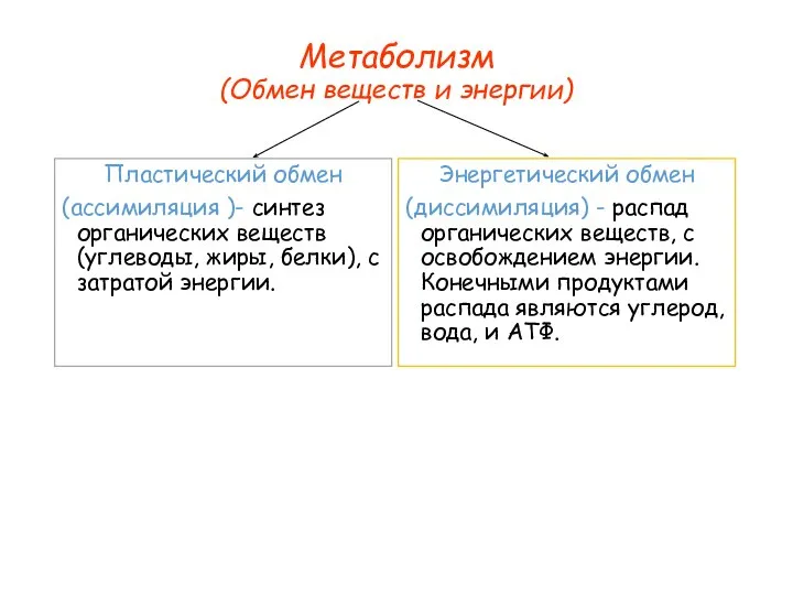 Метаболизм (Обмен веществ и энергии) Пластический обмен (ассимиляция )- синтез органических