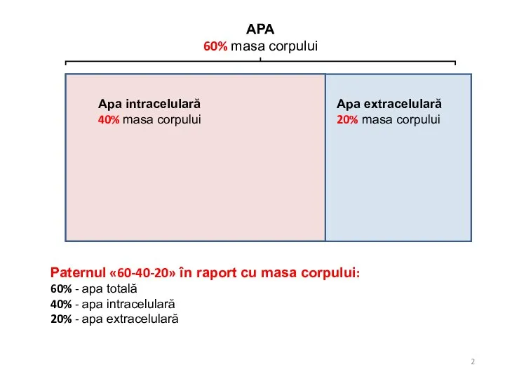 APA 60% masa corpului Apa intracelulară 40% masa corpului Apa extracelulară