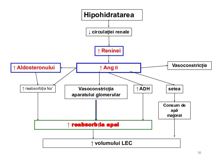 ↑ reabsorbția Na+ Hipohidratarea ↑ Reninei ↑ Ang II ↑ Aldosteronului