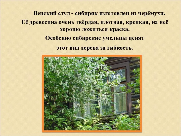 Венский стул - сибиряк изготовлен из черёмухи. Её древесина очень твёрдая,