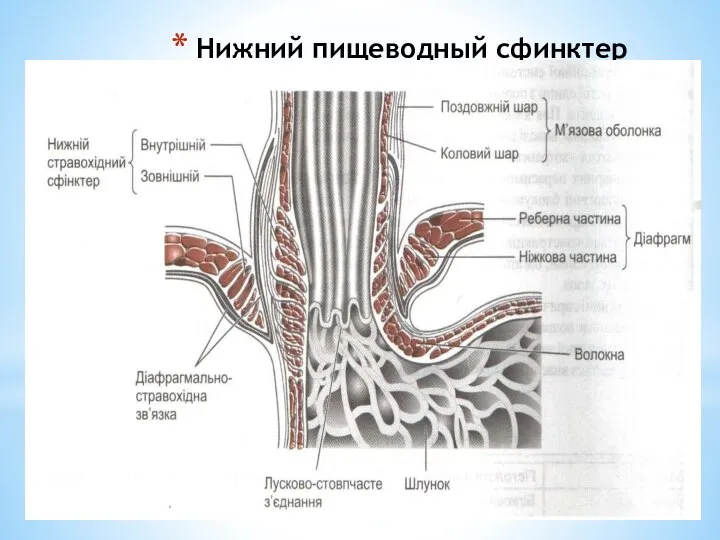 Нижний пищеводный сфинктер