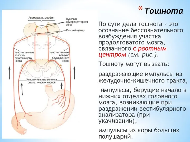 Тошнота По сути дела тошнота – это осознание бессознательного возбуждения участка