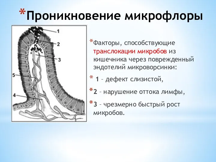 Проникновение микрофлоры Факторы, способствующие транслокации микробов из кишечника через поврежденный эндотелий