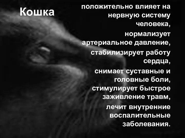 Кошка положительно влияет на нервную систему человека, нормализует артериальное давление, стабилизирует