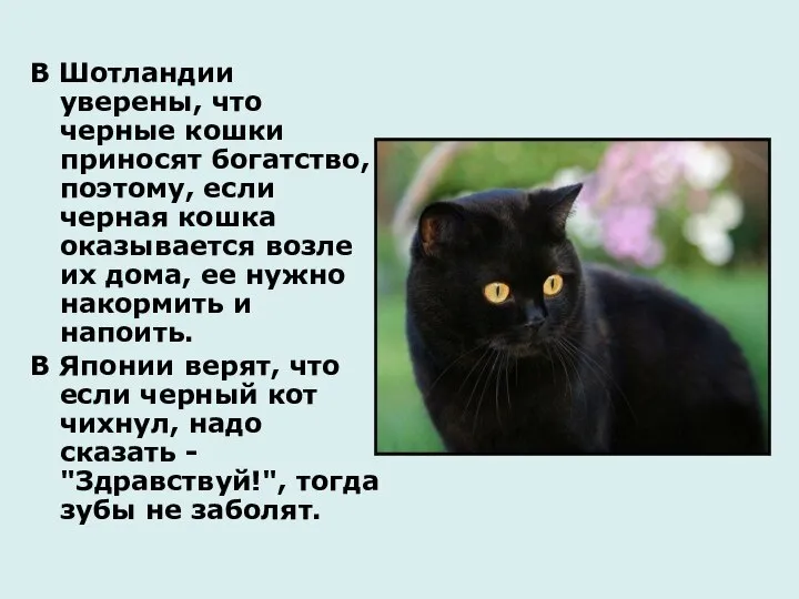 В Шотландии уверены, что черные кошки приносят богатство, поэтому, если черная